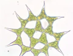 Monactinus simplex thumbnail 2