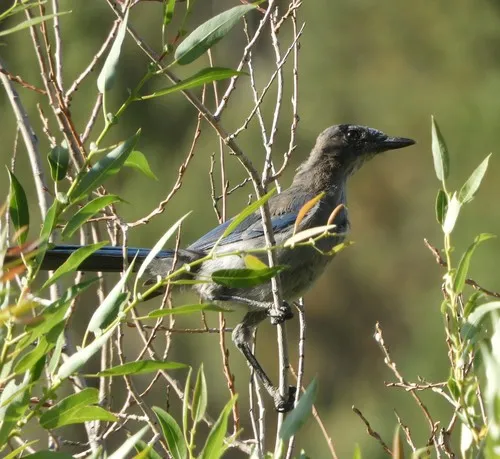 Woodhouse's Scrub-Jay