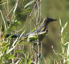 Woodhouse's Scrub-Jay thumbnail 1