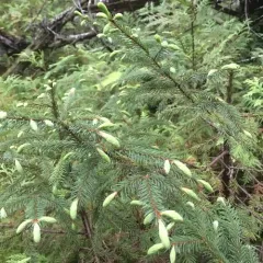 red spruce thumbnail 3