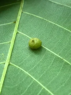 Hickory Bumpy Woody Gall Midge thumbnail 1