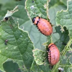 Colorado Potato Beetle thumbnail 4