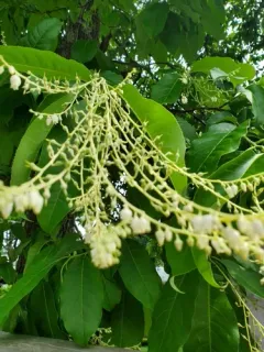 sourwood thumbnail 4