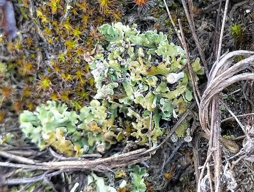 Rosette Pixie-cup Lichen