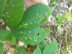 Caryadiplosis biconvexa thumbnail 3