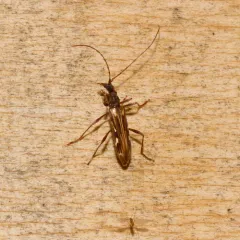 Leptorhabdium pictum thumbnail 4