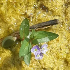blue water-speedwell thumbnail 3
