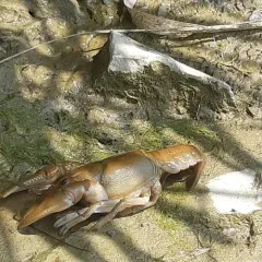 Big Water Crayfish thumbnail 3
