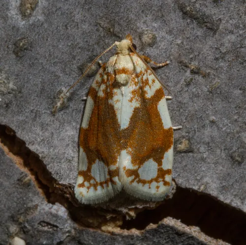 White-spotted Leafroller Moth