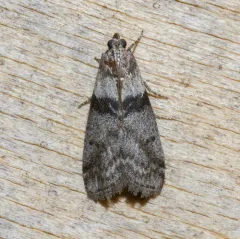 Sciota subfuscella thumbnail 4