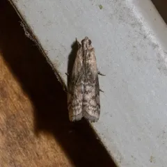 Viburnum Glyptocera Moth thumbnail 2