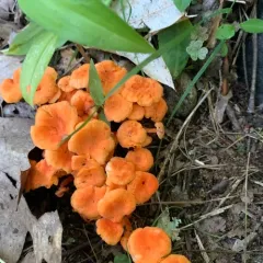 Red Chanterelle thumbnail 3