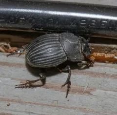 Frigid Dung Beetle thumbnail 1