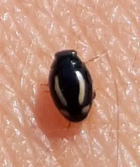 Four-streaked Lady Beetle