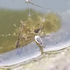 Trepobates subnitidus thumbnail 2
