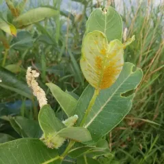 Oleander Aphid thumbnail 4