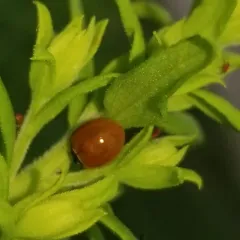 Polished Lady Beetle thumbnail 3