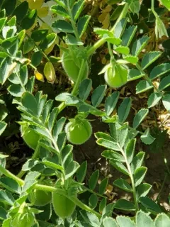 chickpea thumbnail 4