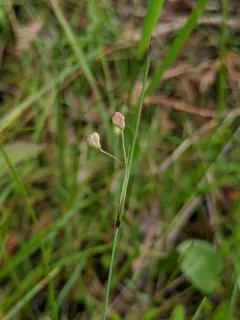 Needle-tipped Blue-eyed-grass thumbnail 1