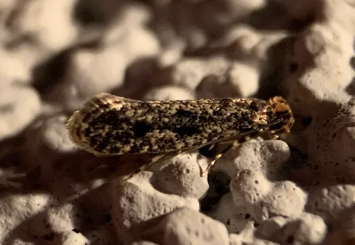Niditinea orleansella