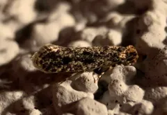 Niditinea orleansella thumbnail 1