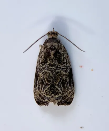 Woolly-backed Moth