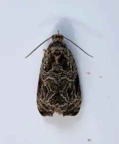 Woolly-backed Moth thumbnail 1
