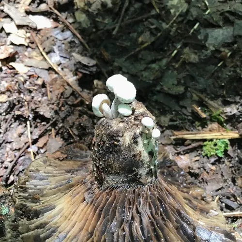 Powder Cap