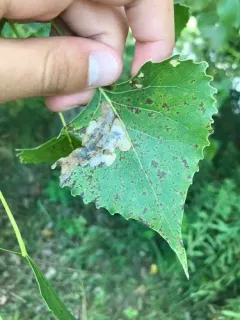 Cottonwood Leafminer thumbnail 3