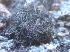 Fine Rockwool Lichen thumbnail 1