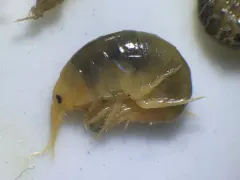 Northern Spring Amphipod thumbnail 3