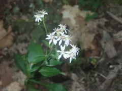 clumped whitetop aster thumbnail 3