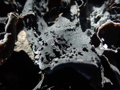 Roughened Rocktripe Lichen