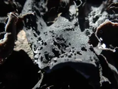 Roughened Rocktripe Lichen thumbnail 1