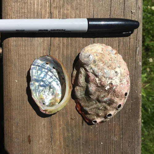 Pinto Abalone