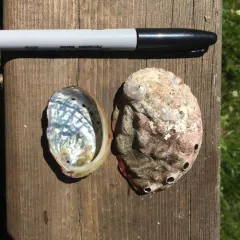 Pinto Abalone thumbnail 1