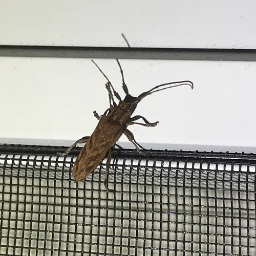 Alder Borer