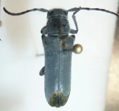 Mecas bicallosa thumbnail 4