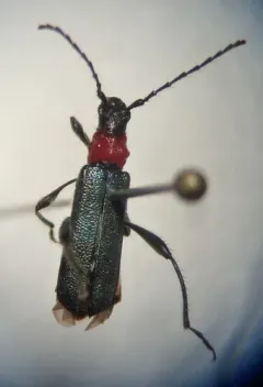 Callimus cyanipennis thumbnail 2