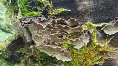 Laxitextum bicolor thumbnail 4