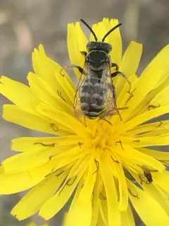 Least Cellophane-cuckoo Bee thumbnail 1