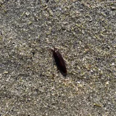 Baltic Isopod thumbnail 4