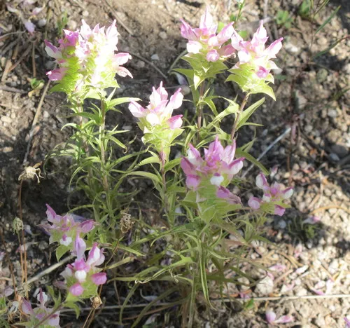 Toothed Owl's Clover