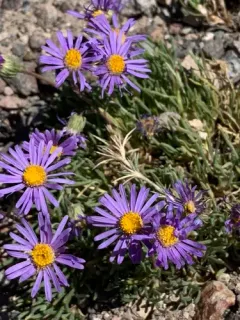 volcanic daisy thumbnail 1