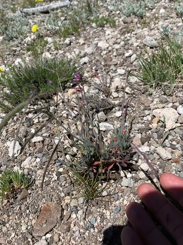horizontal woody rockcress
