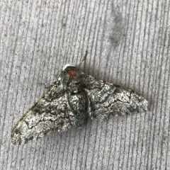 Peppered Moth thumbnail 3