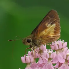 Mulberry Wing thumbnail 2