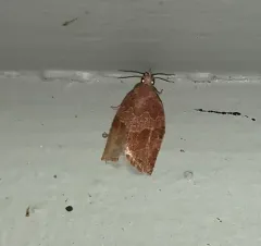 Pandemis pyrusana thumbnail 3
