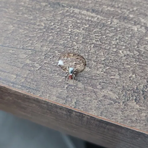 Habronattus decorus