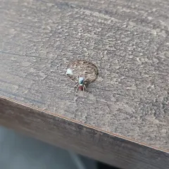 Habronattus decorus thumbnail 1